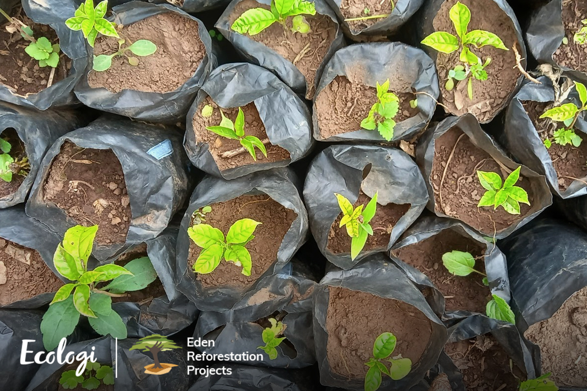 Ecologi's global tree planting initiatives