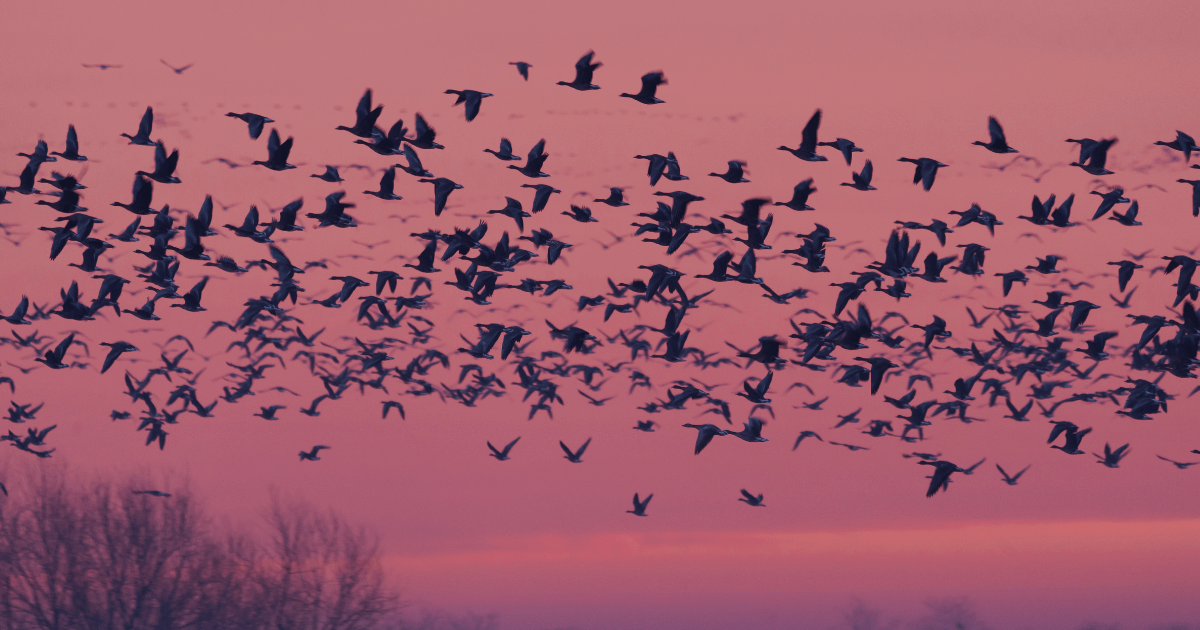 A flock of birds migrating to represent migrating to Loop